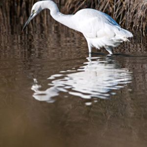 Stage photo oiseaux au Teich