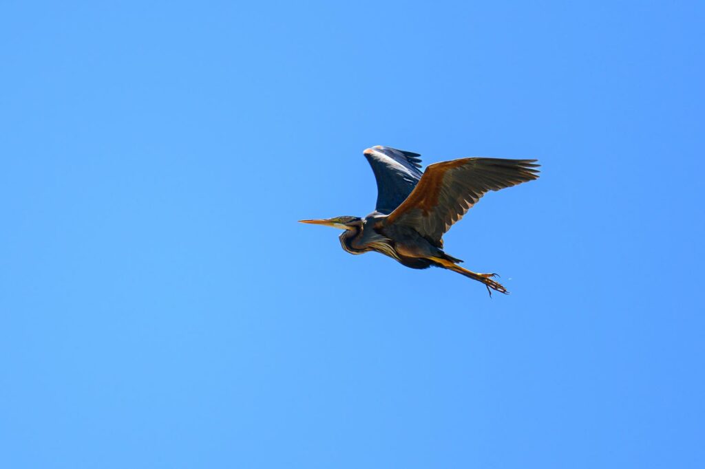 stage photo oiseaux aux aiguamolls