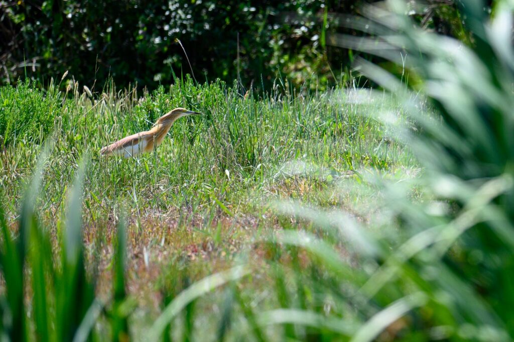 stage photo oiseaux aux aiguamolls