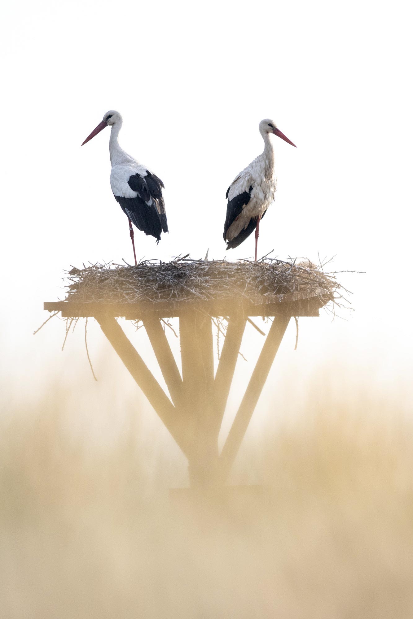 stage photo oiseaux – marais de brouage