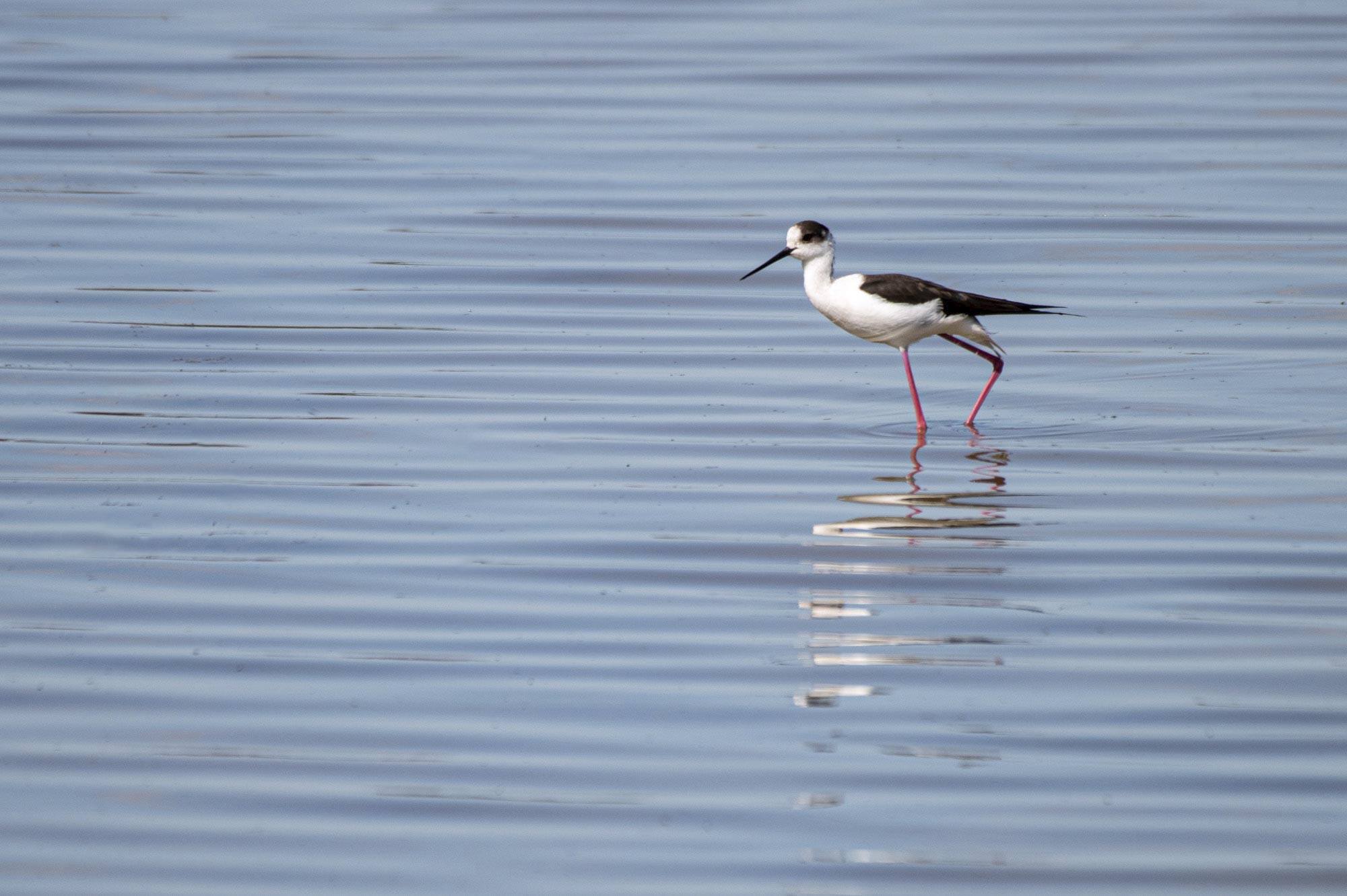 stage photo oiseaux – marais de brouage