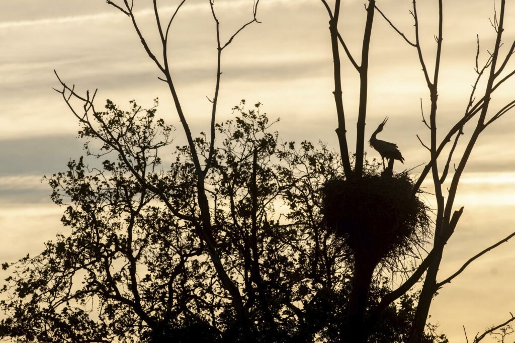 stage photo oiseaux – marais de brouage