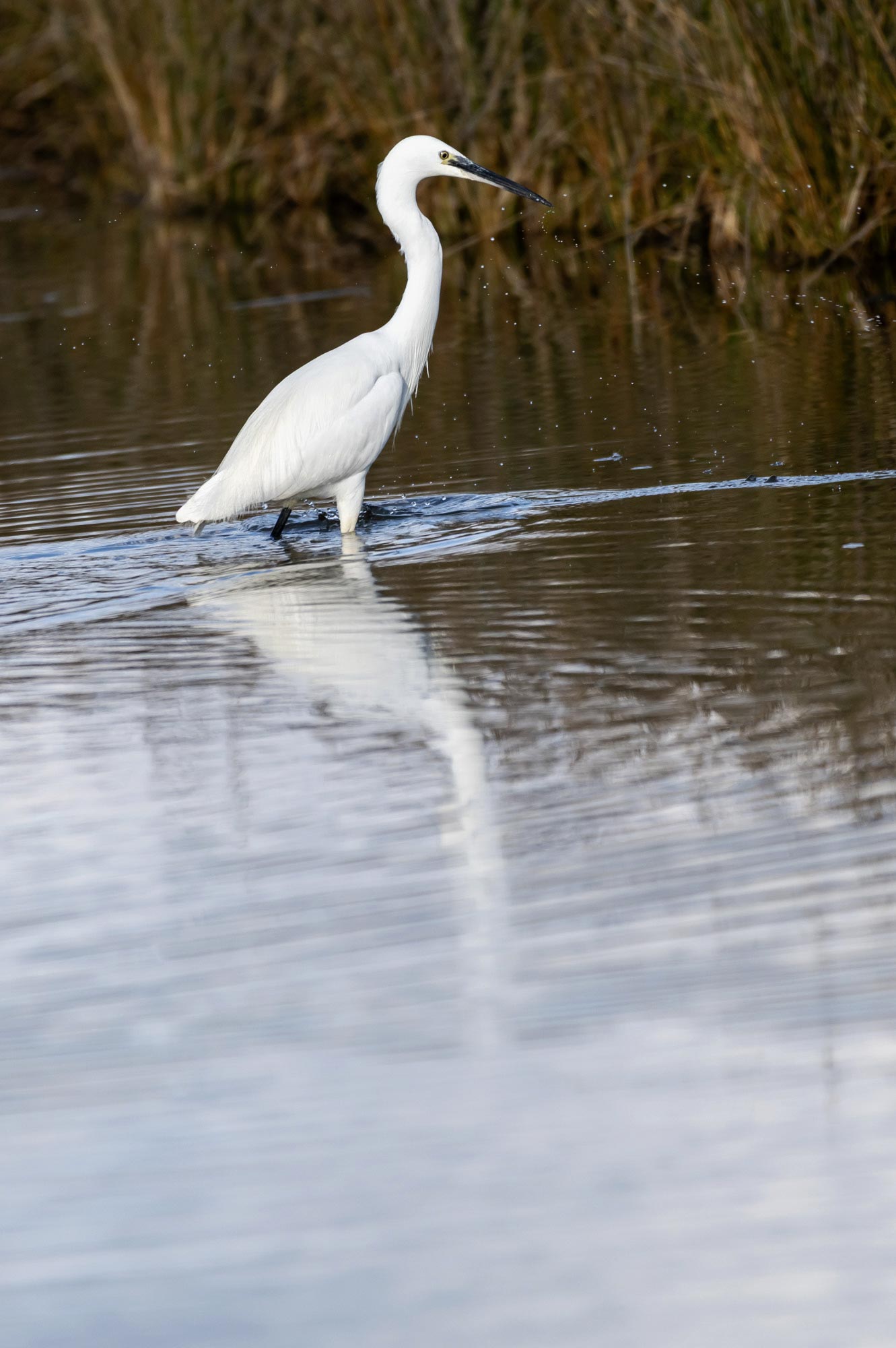 stage_photo_oiseaux_brouage_10