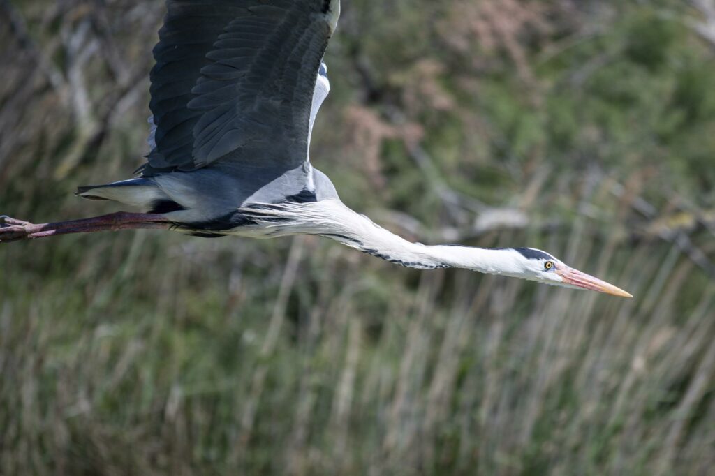 stage photo oiseaux – marais de brouage