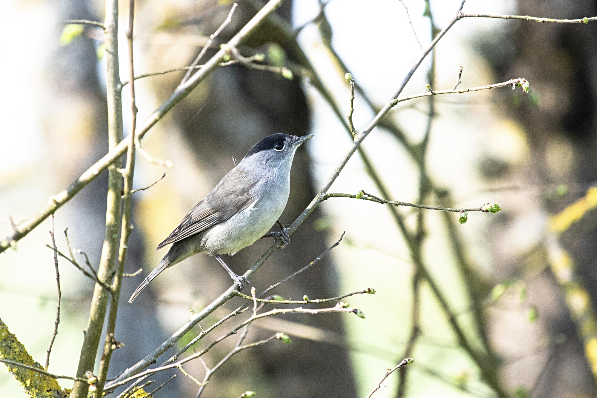 stage photo oiseaux – marais de brouage