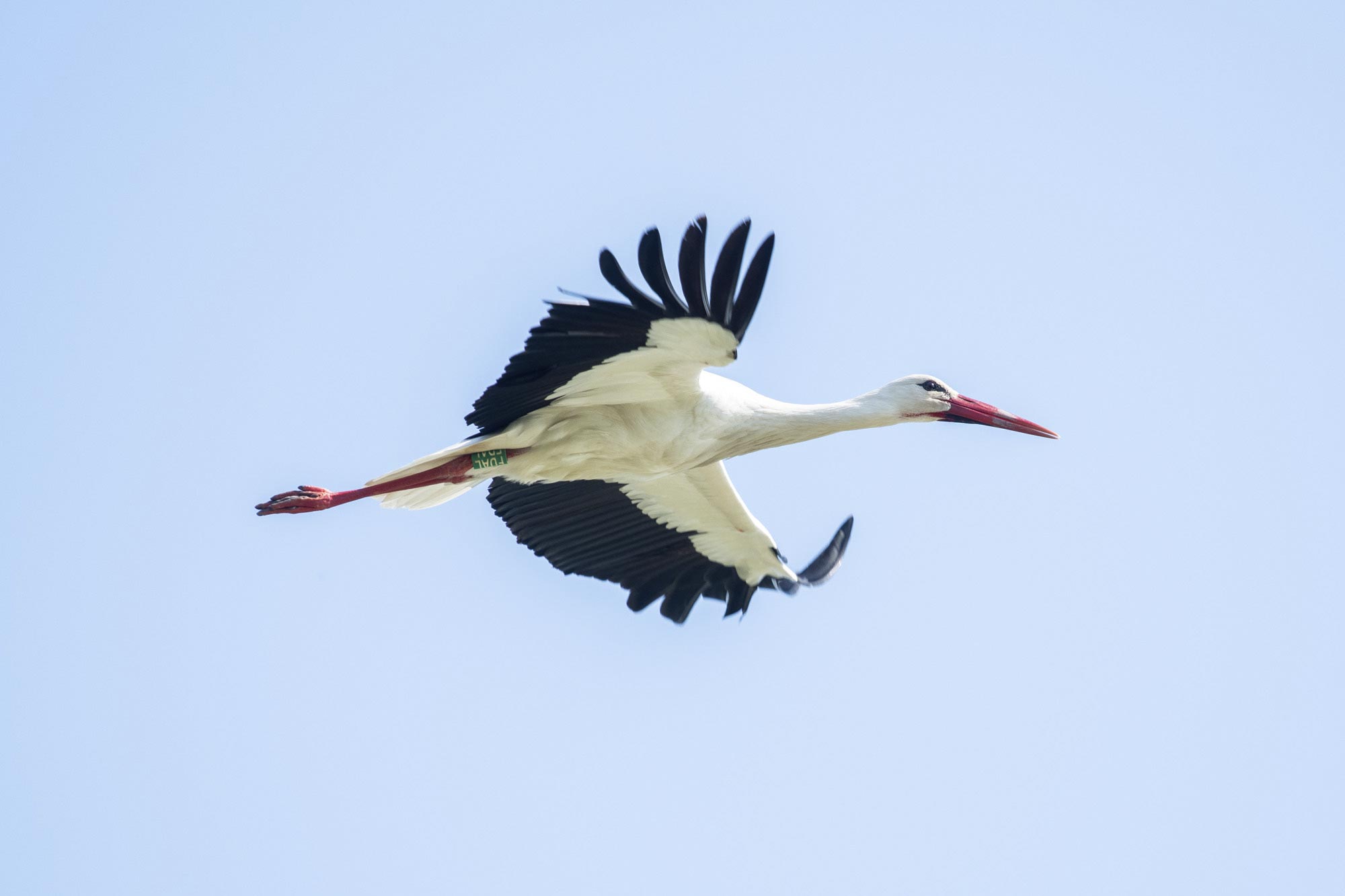stage photo oiseaux – marais de brouage