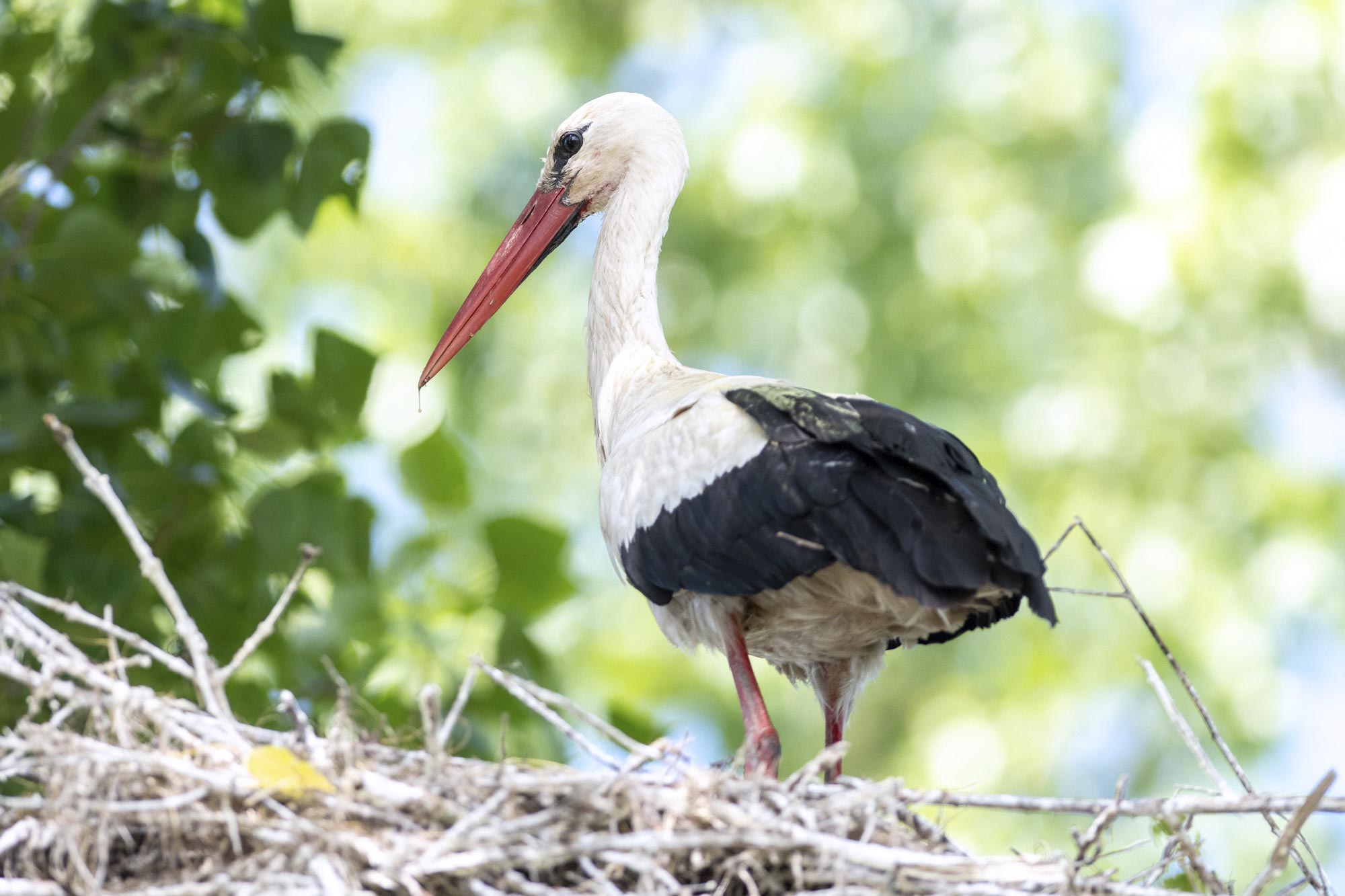 stage photo oiseaux – marais de brouage
