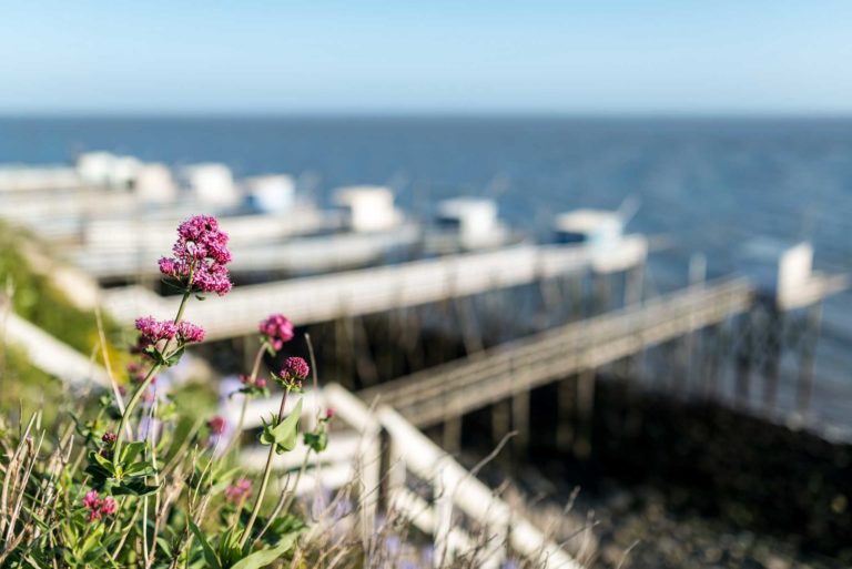 Lire la suite à propos de l’article Rando-découverte : Les rives de la Gironde (17)