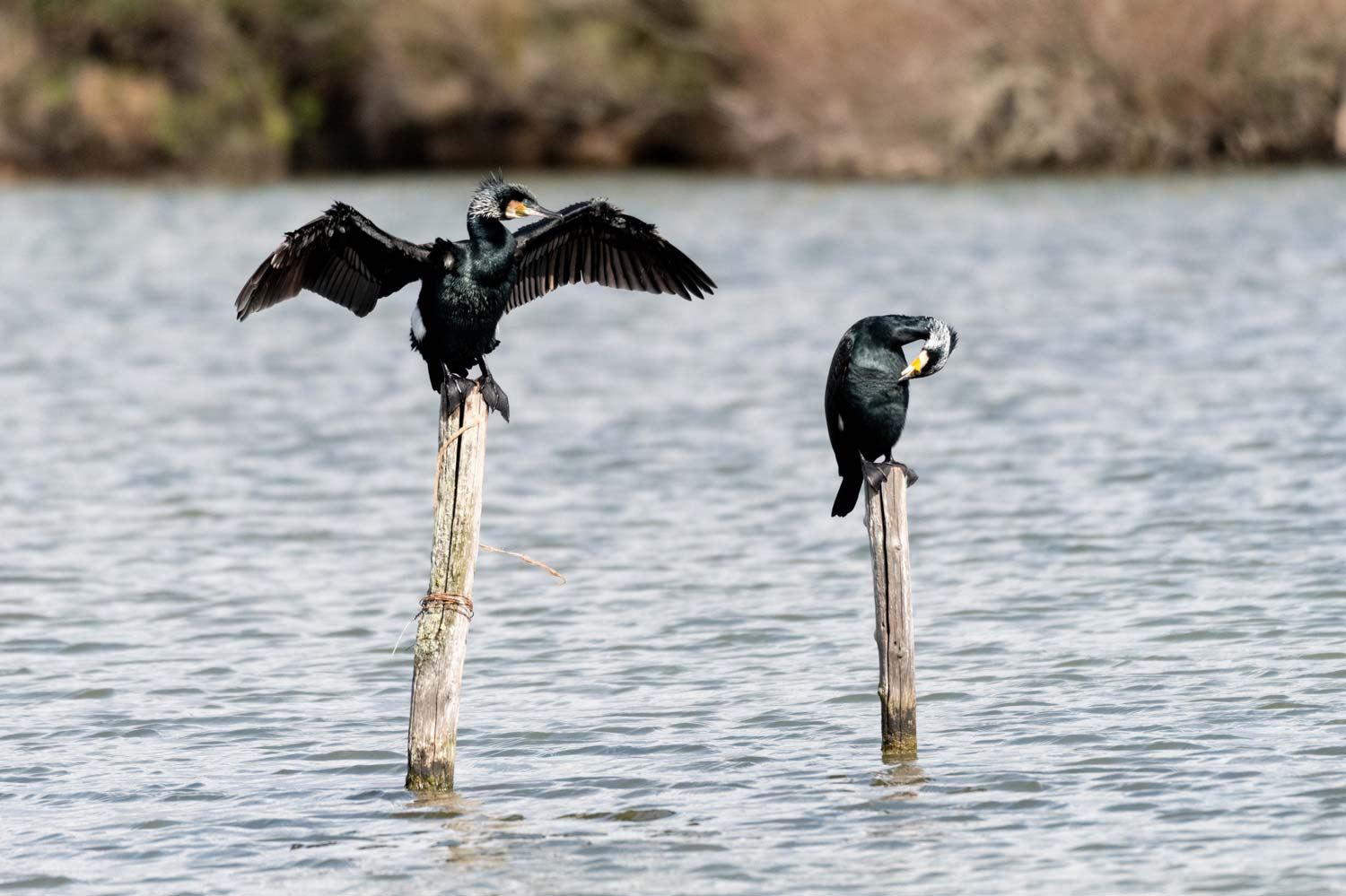 stage photo oiseaux