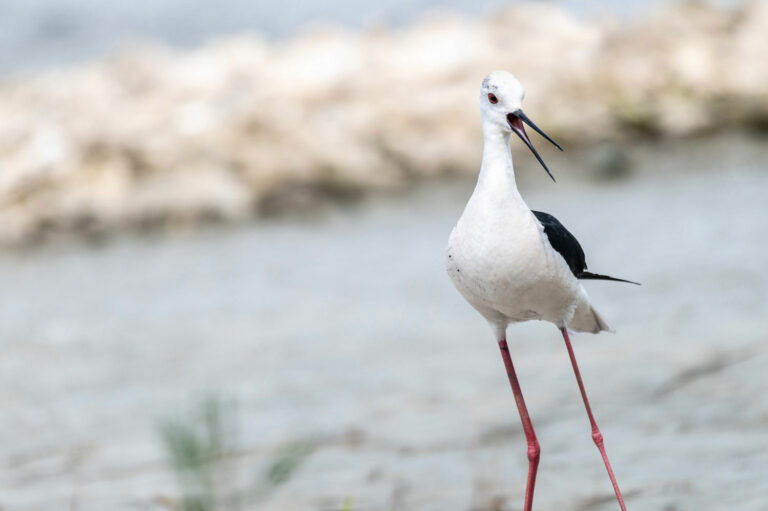 Lire la suite à propos de l’article Retour en images sur le stage photo au Teich le 12 mai 2022