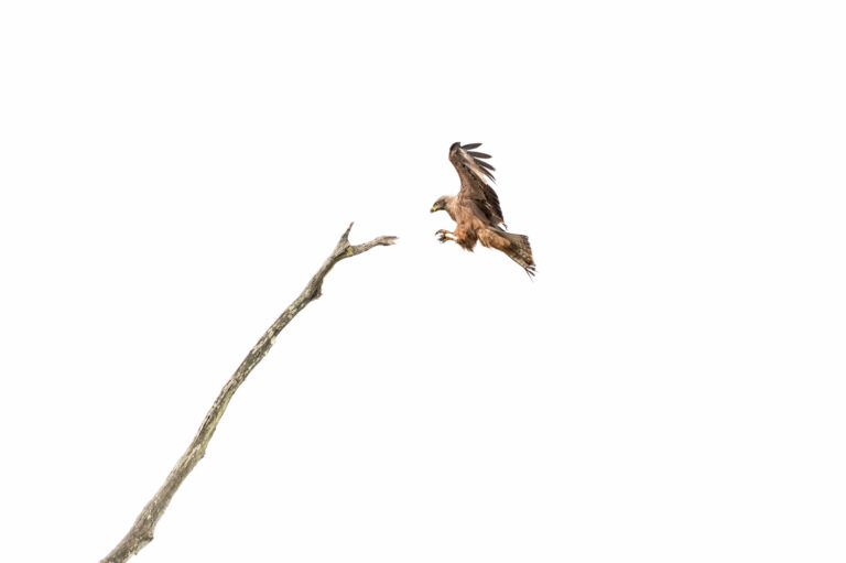 Lire la suite à propos de l’article Stage photo Oiseaux sur le bassin d’arcachon