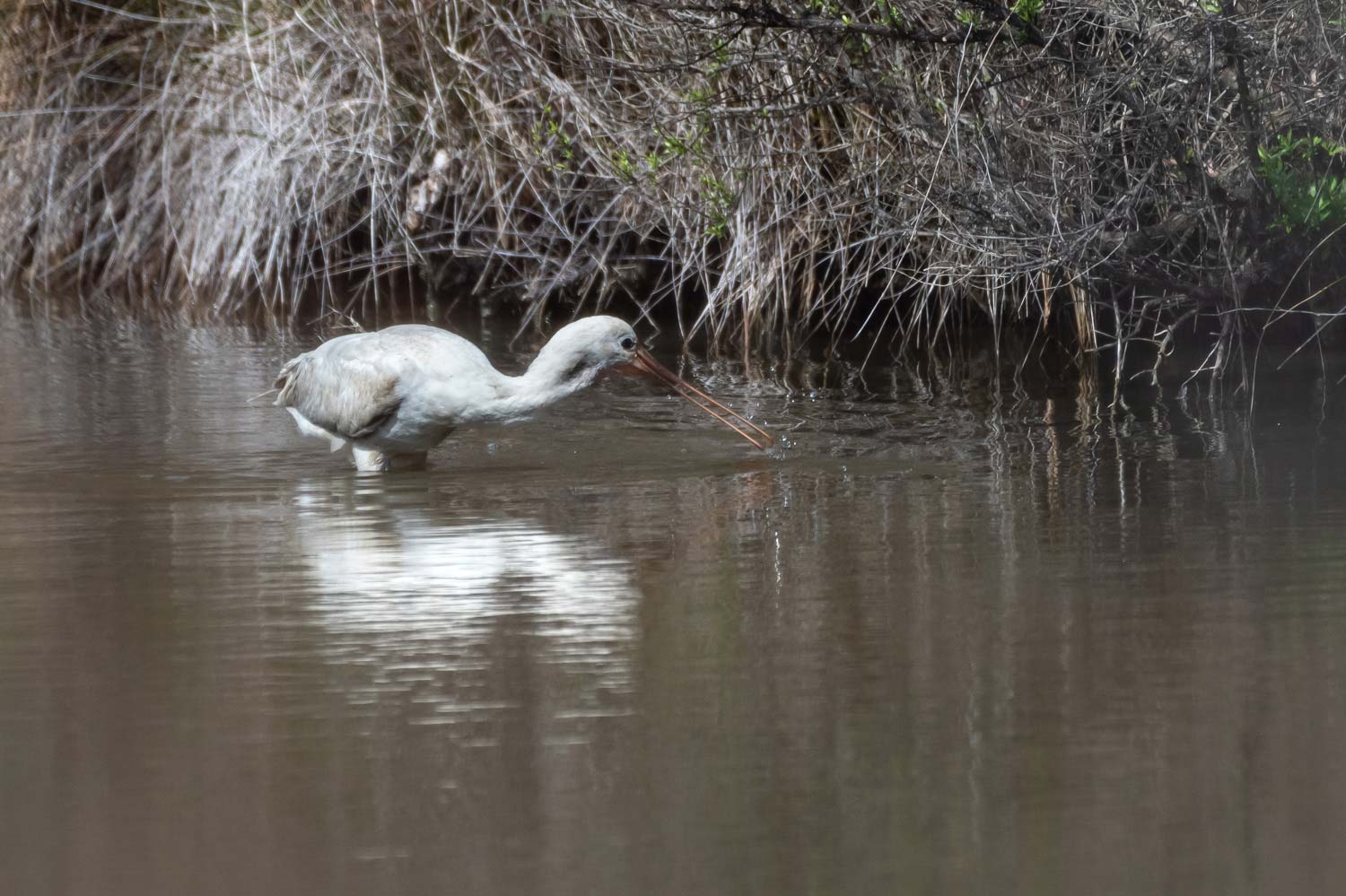 Lire la suite à propos de l’article Retour en images du stage photo au Teich le 16 mars 2023