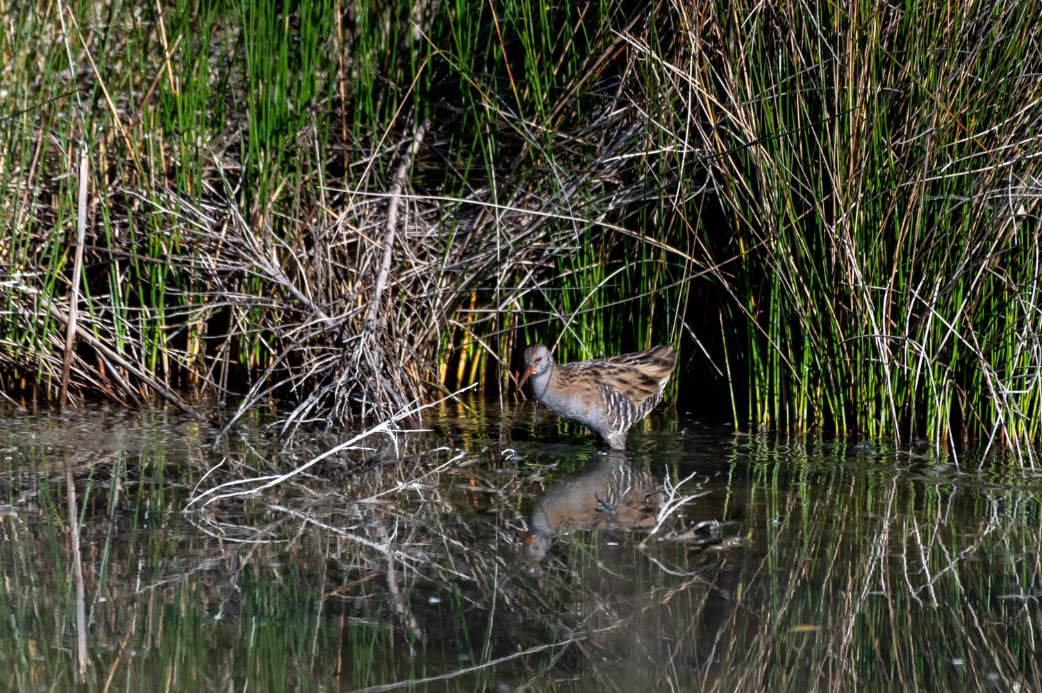 stage photo oiseaux avril 2023