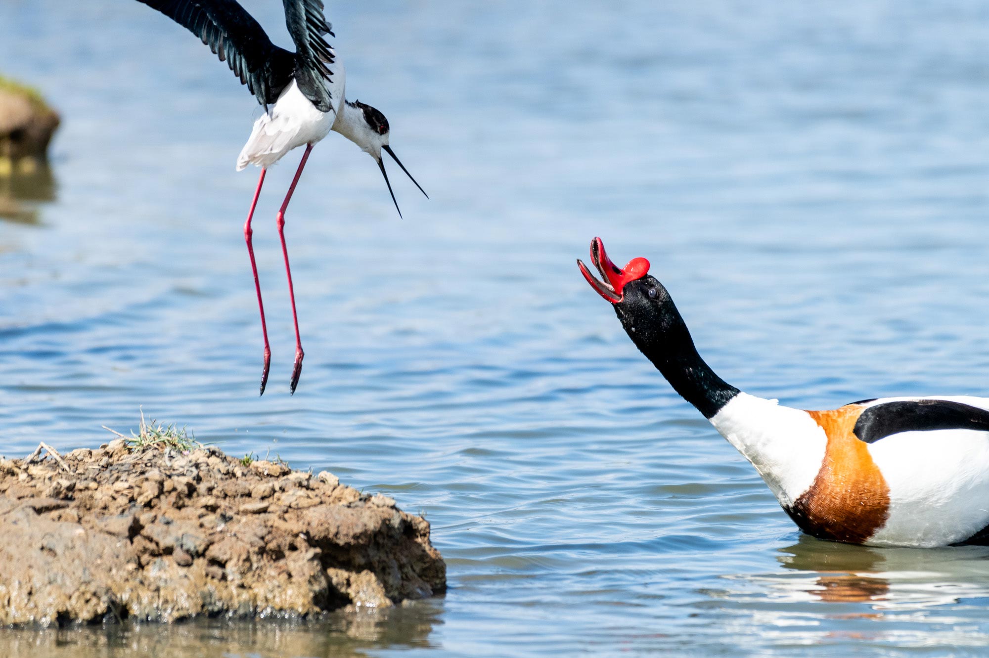 Lire la suite à propos de l’article Retour en images du stage photo au Teich le 22 avril 2023