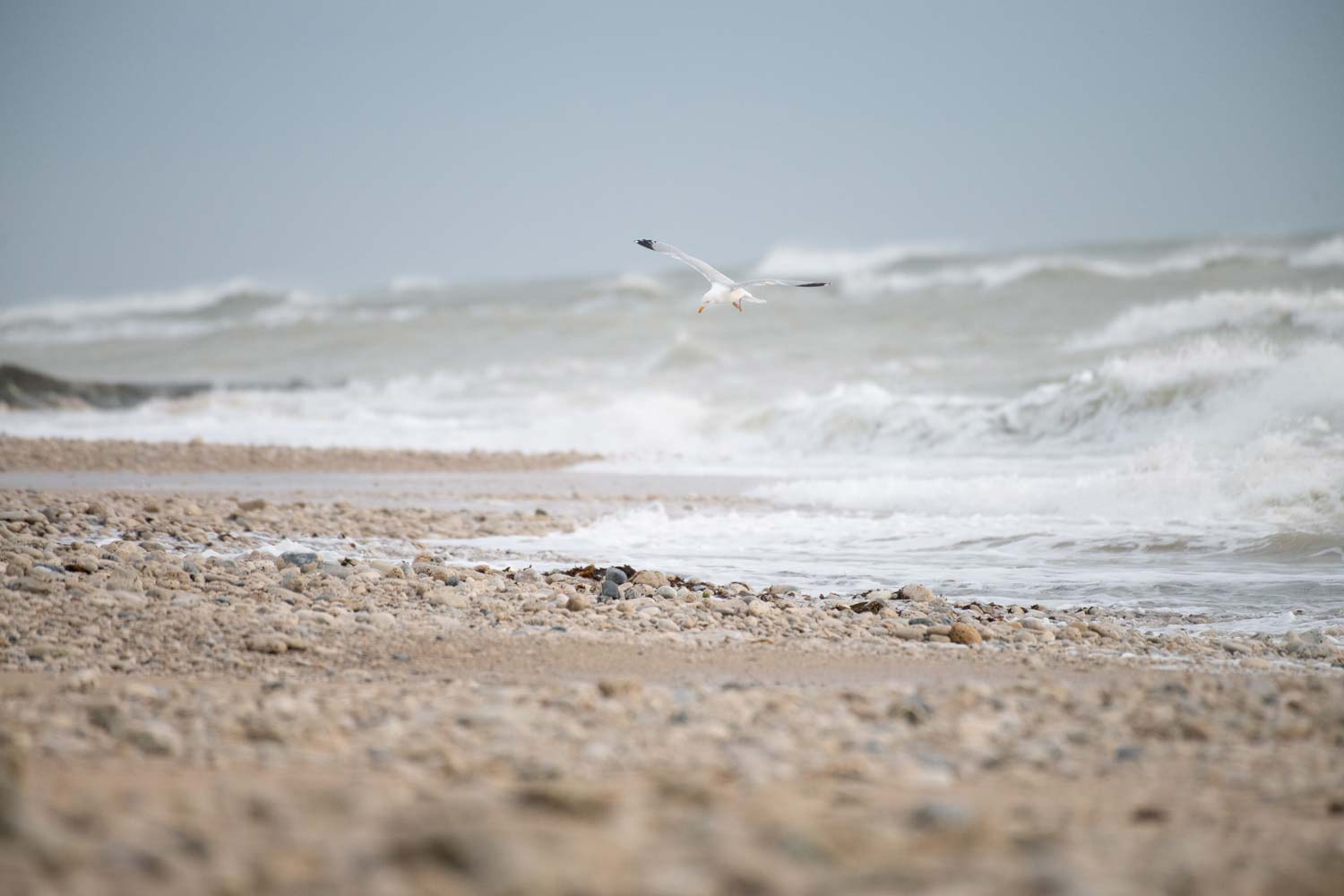 Lire la suite à propos de l’article Stage photo sur l’île de Ré le 1er juin 2023