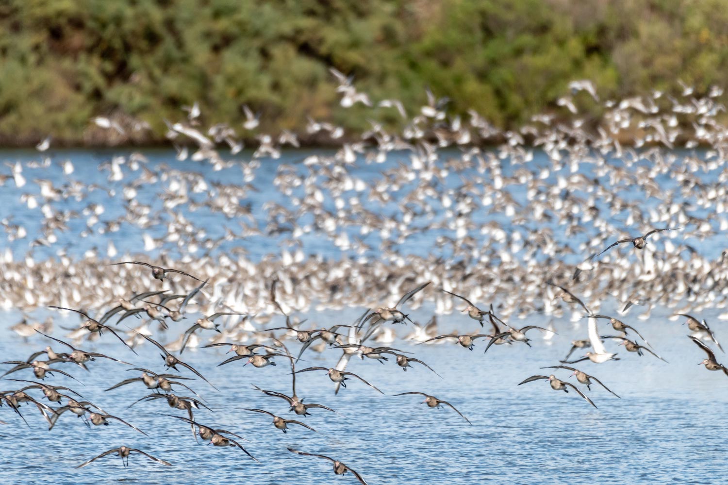 Lire la suite à propos de l’article Stage photo au Teich le 8 juin 2023