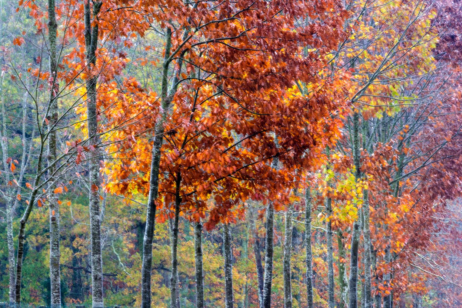 stage photo nature pyrénées