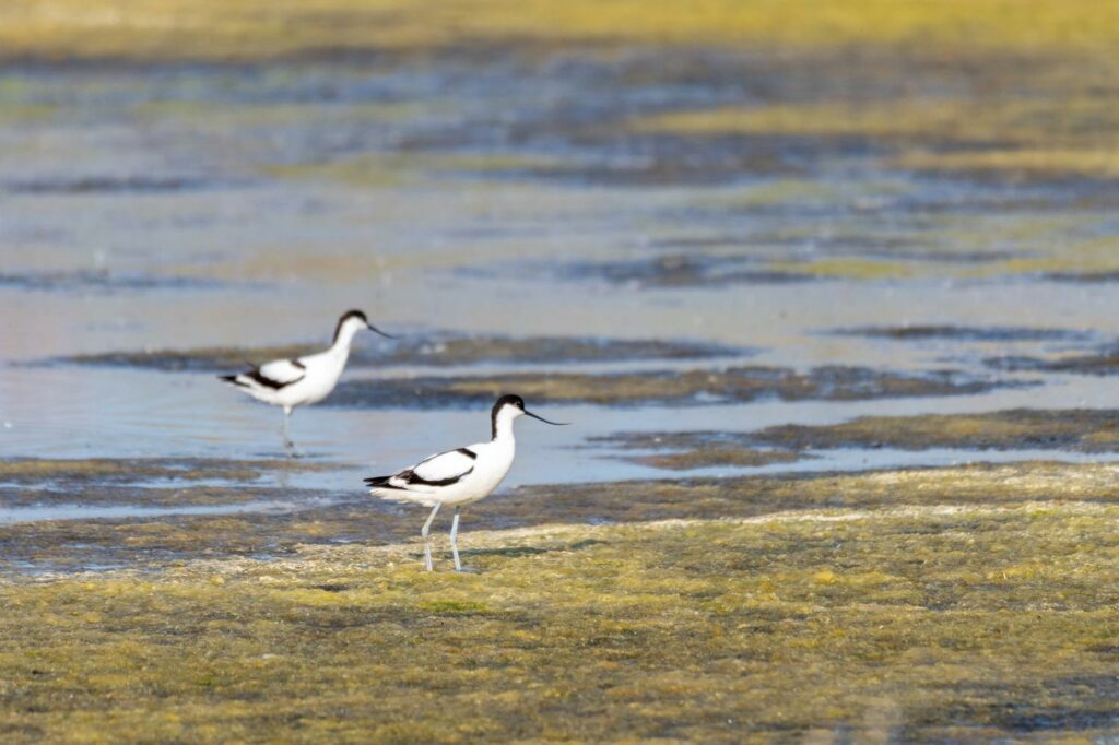 stage photo oiseaux juin 2023