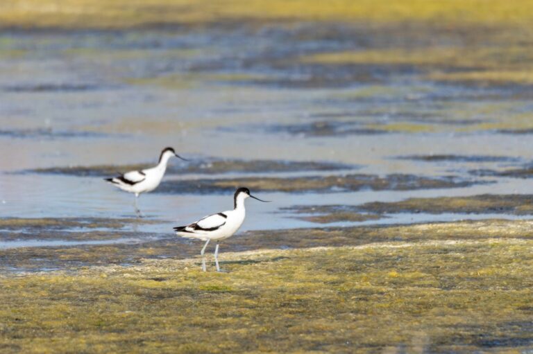 Lire la suite à propos de l’article Retour en images du stage photo sur l’île de Ré en Juin 2023