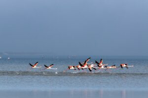 photos flamant rose