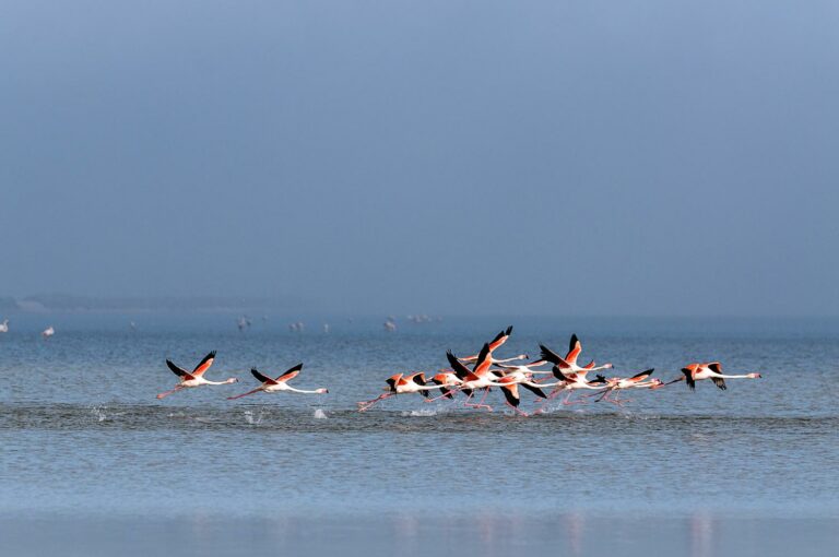 Lire la suite à propos de l’article Le Flamant rose