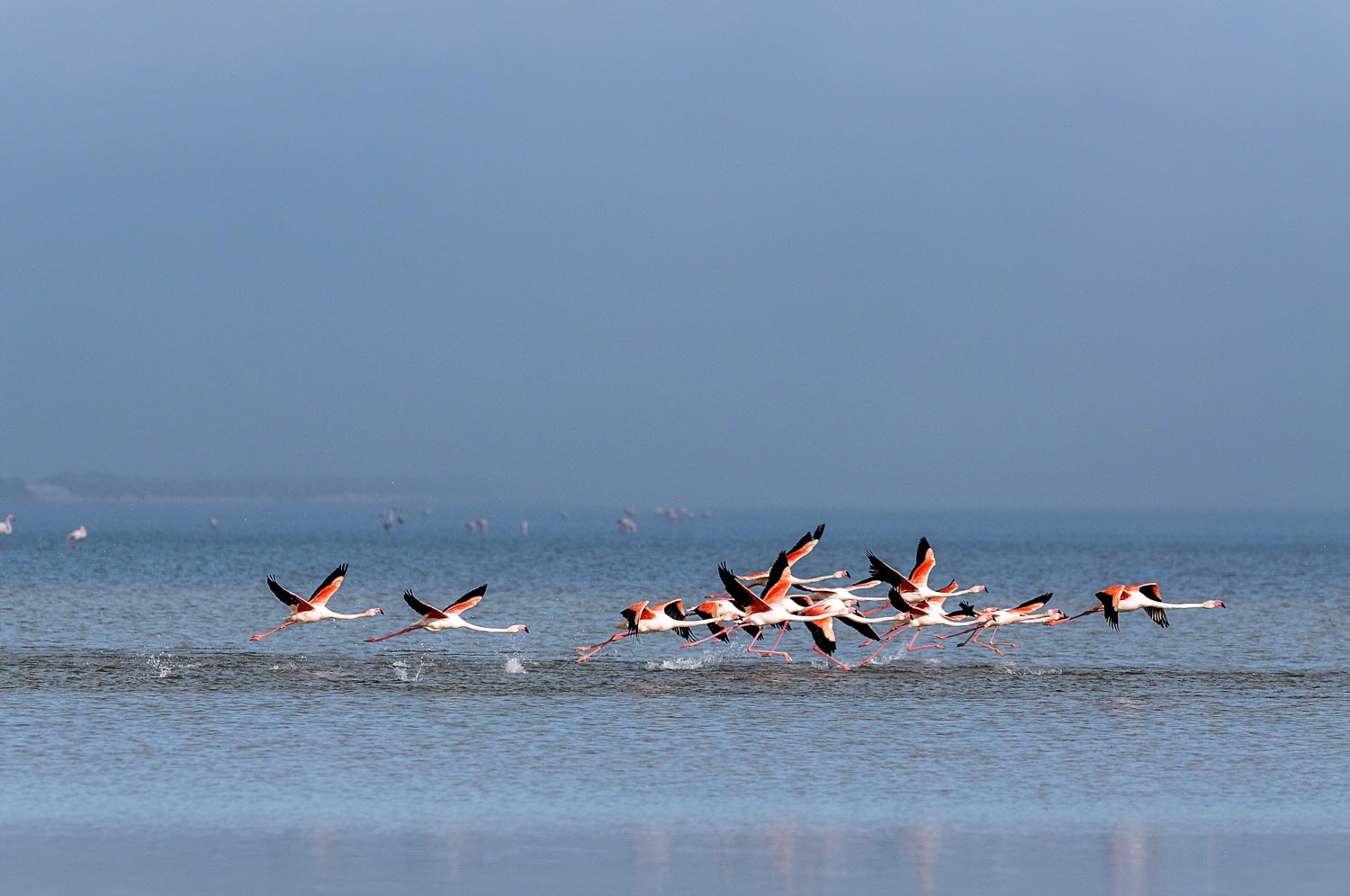 Lire la suite à propos de l’article Le Flamant rose