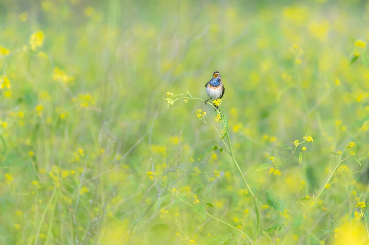 Lire la suite à propos de l’article Le Gorgebleue