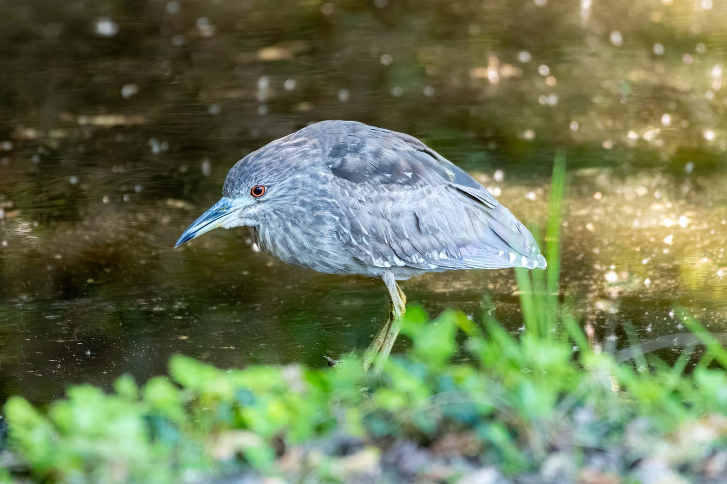 Lire la suite à propos de l’article Stage photo au Teich le 22 septembre 2023