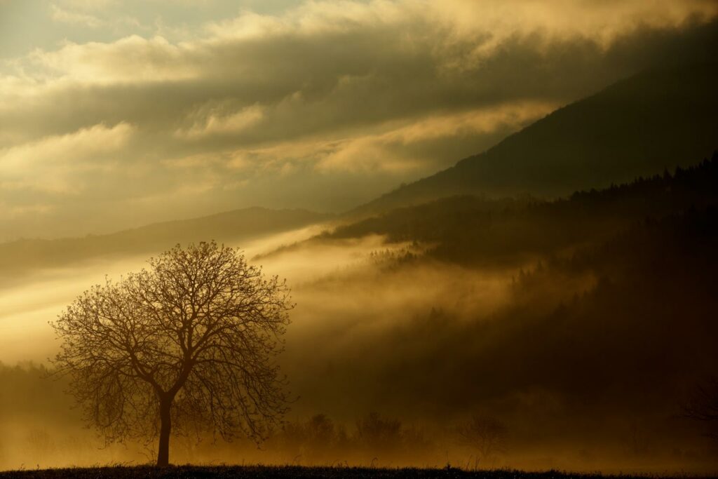 stage photo nature 2024