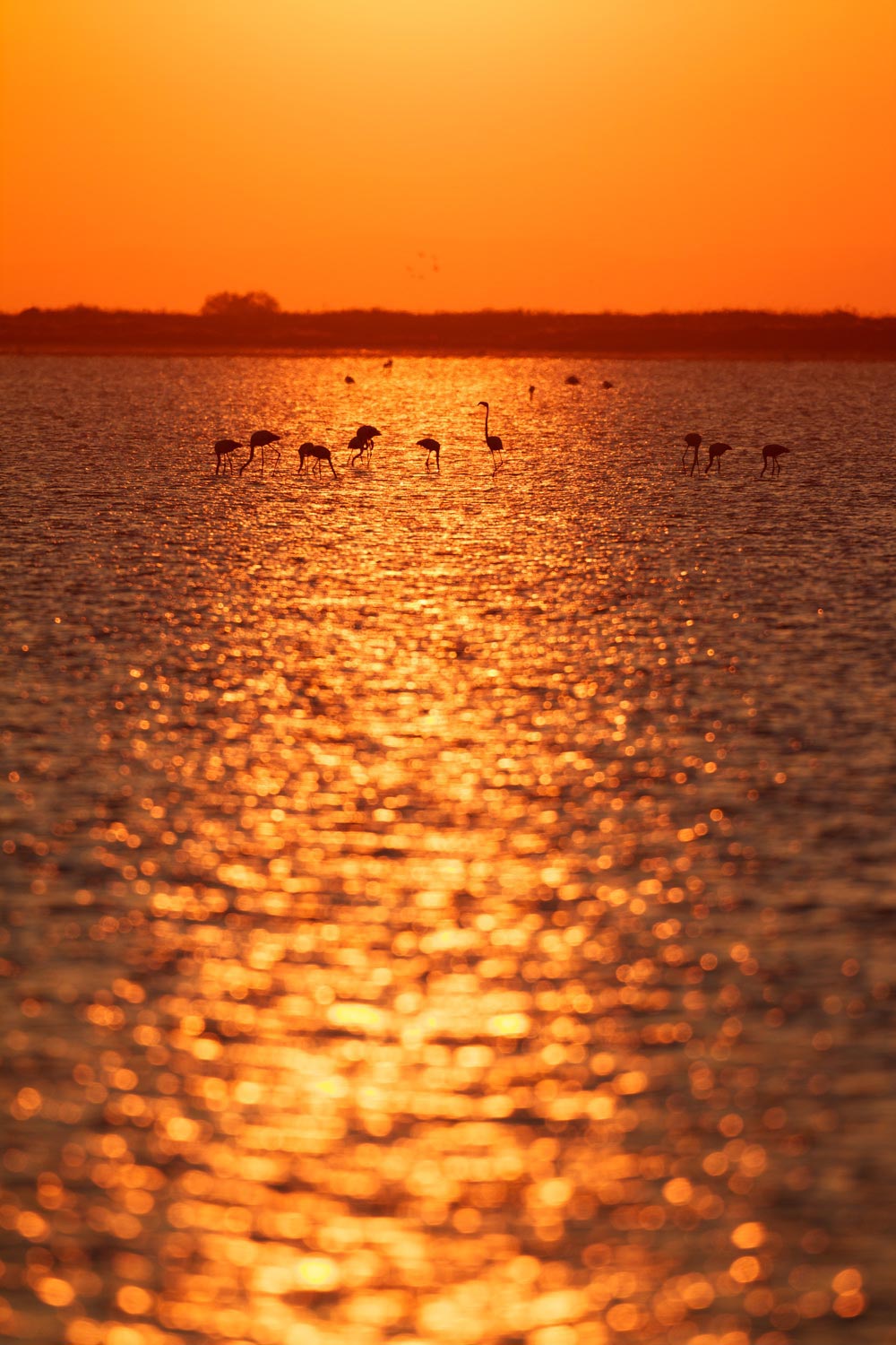 stage photo camargue