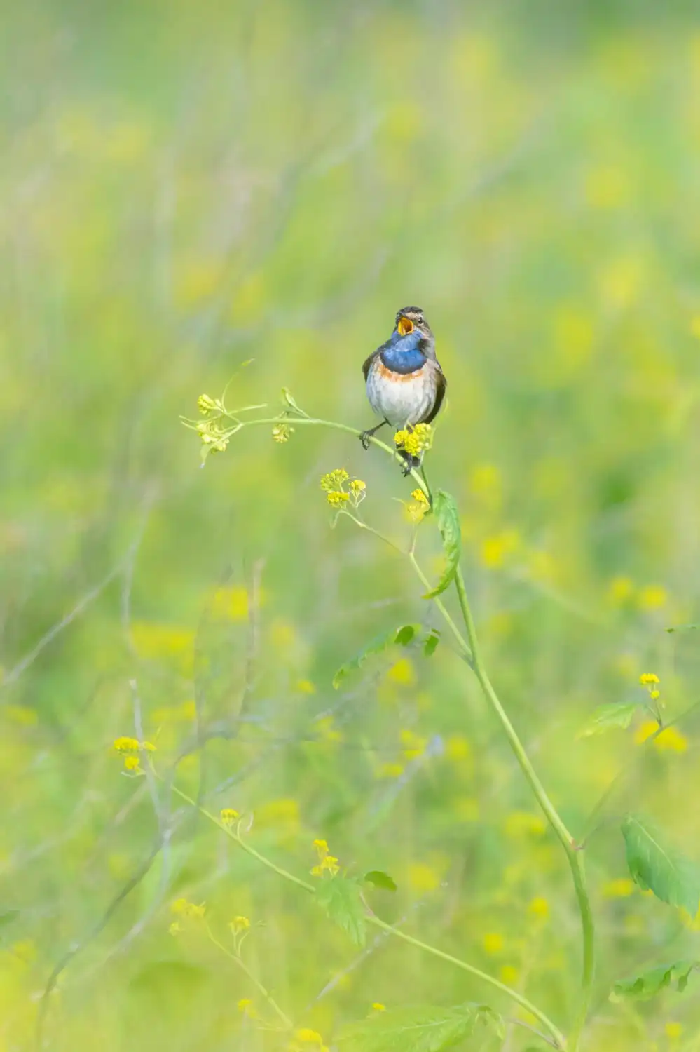 photographe ariège