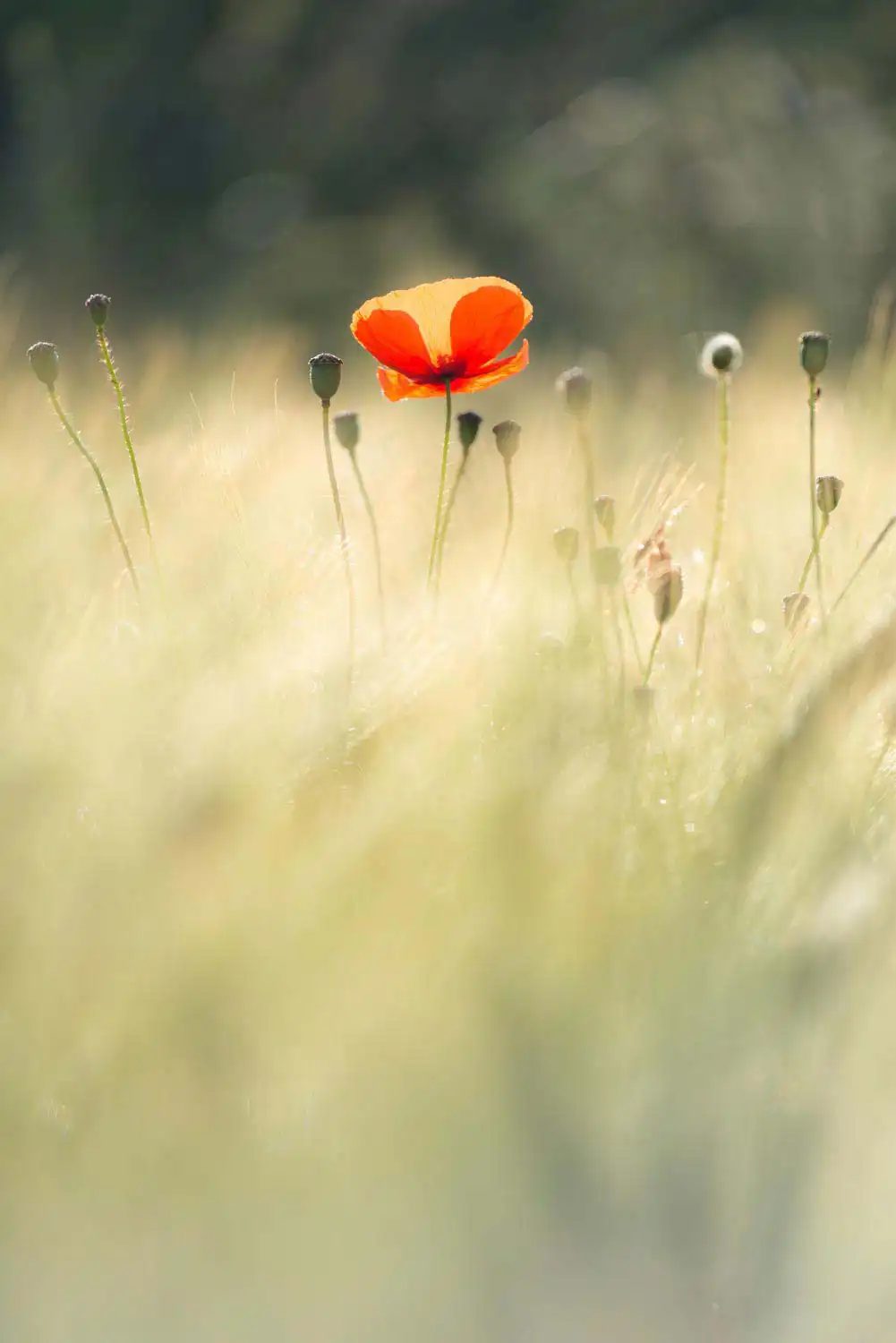 Photographe Ariège