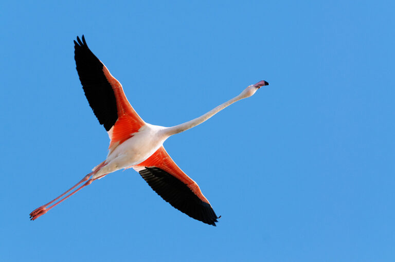 Lire la suite à propos de l’article Stage photo oiseaux en Camargue – 16-17 mai 2024