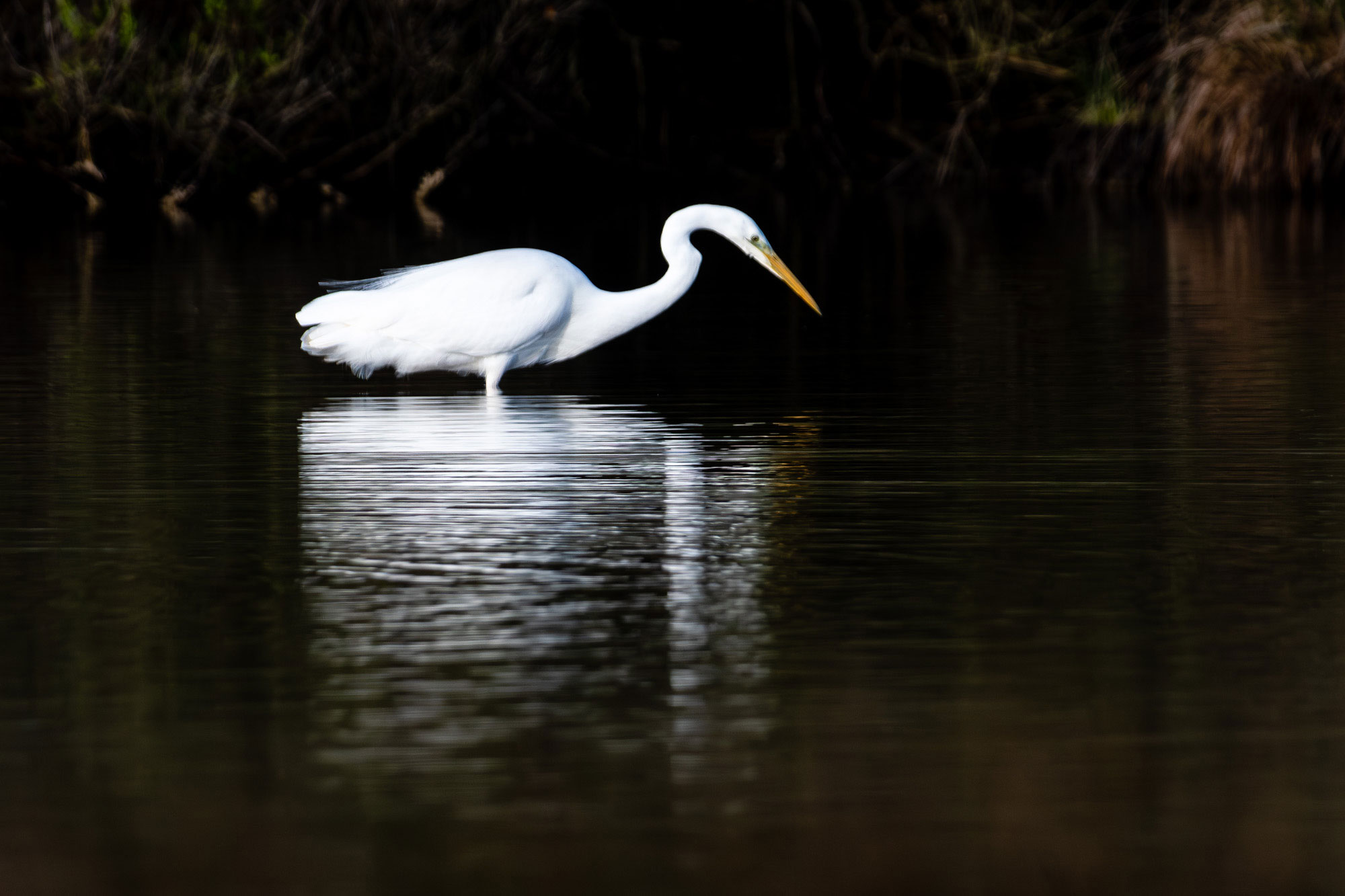 Lire la suite à propos de l’article Stage photo oiseaux au Teich – 2 et 3 mai 2023