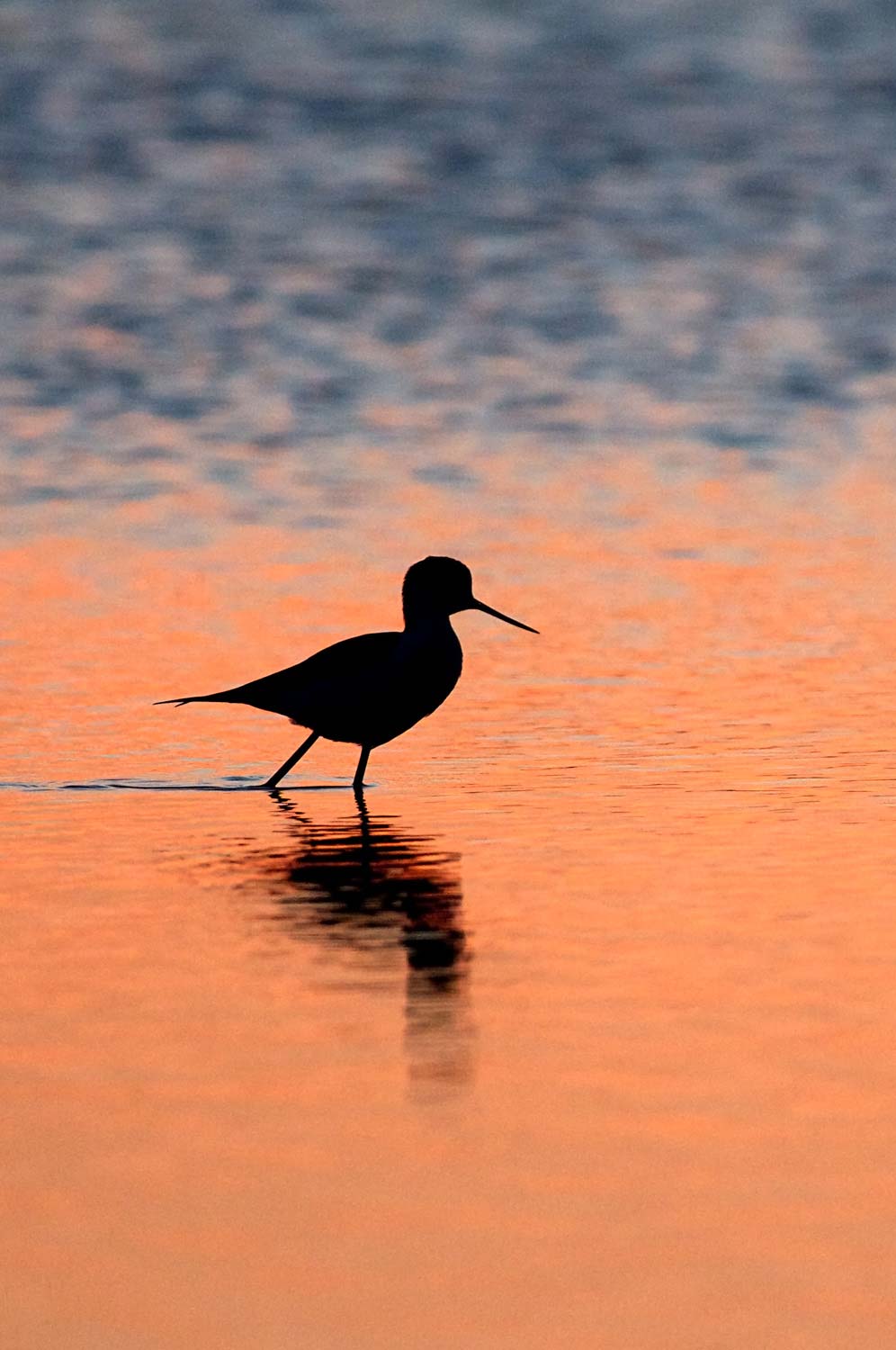 stage oiseaux ariège