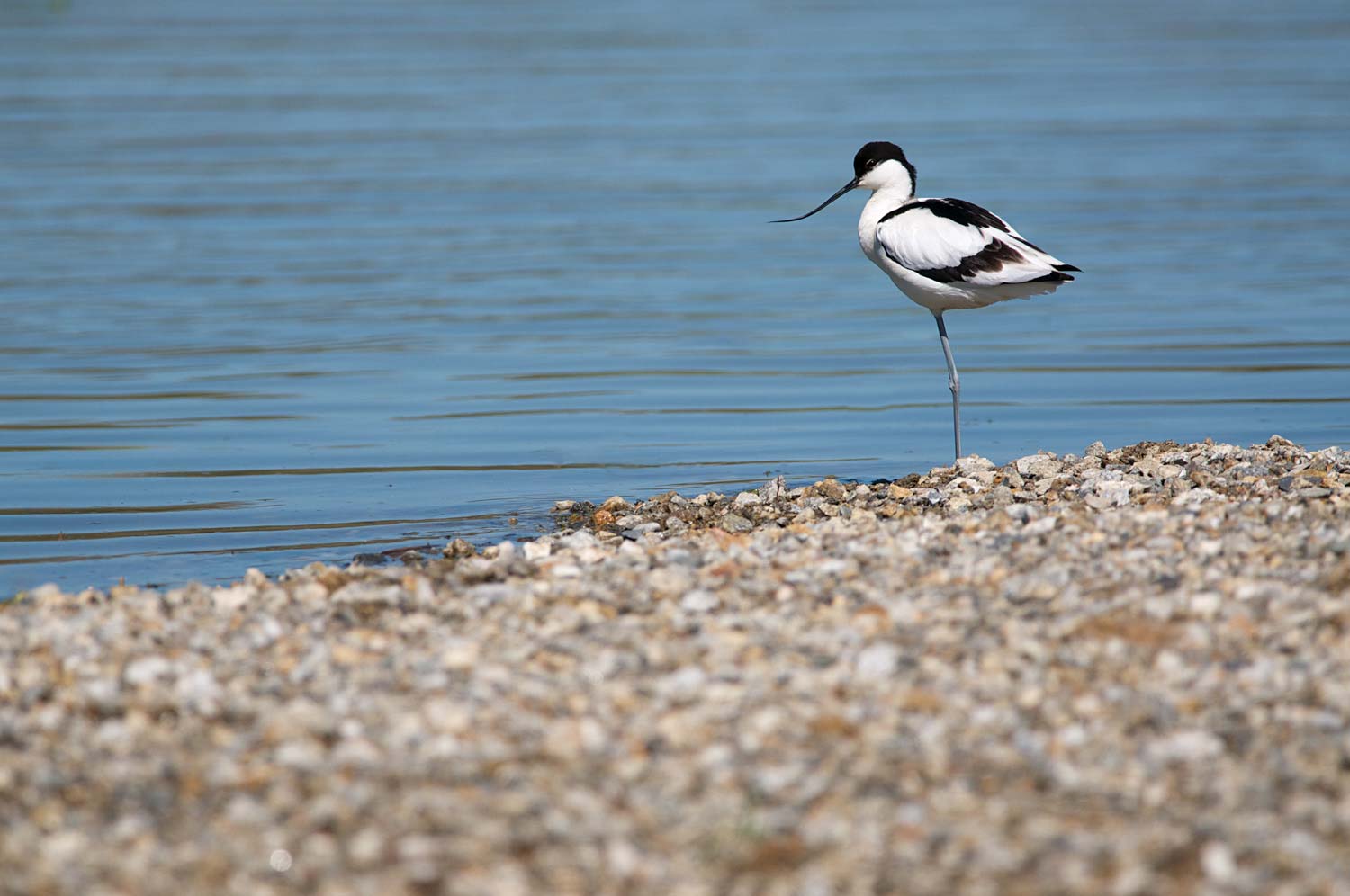 stage photo animalière pyrénées