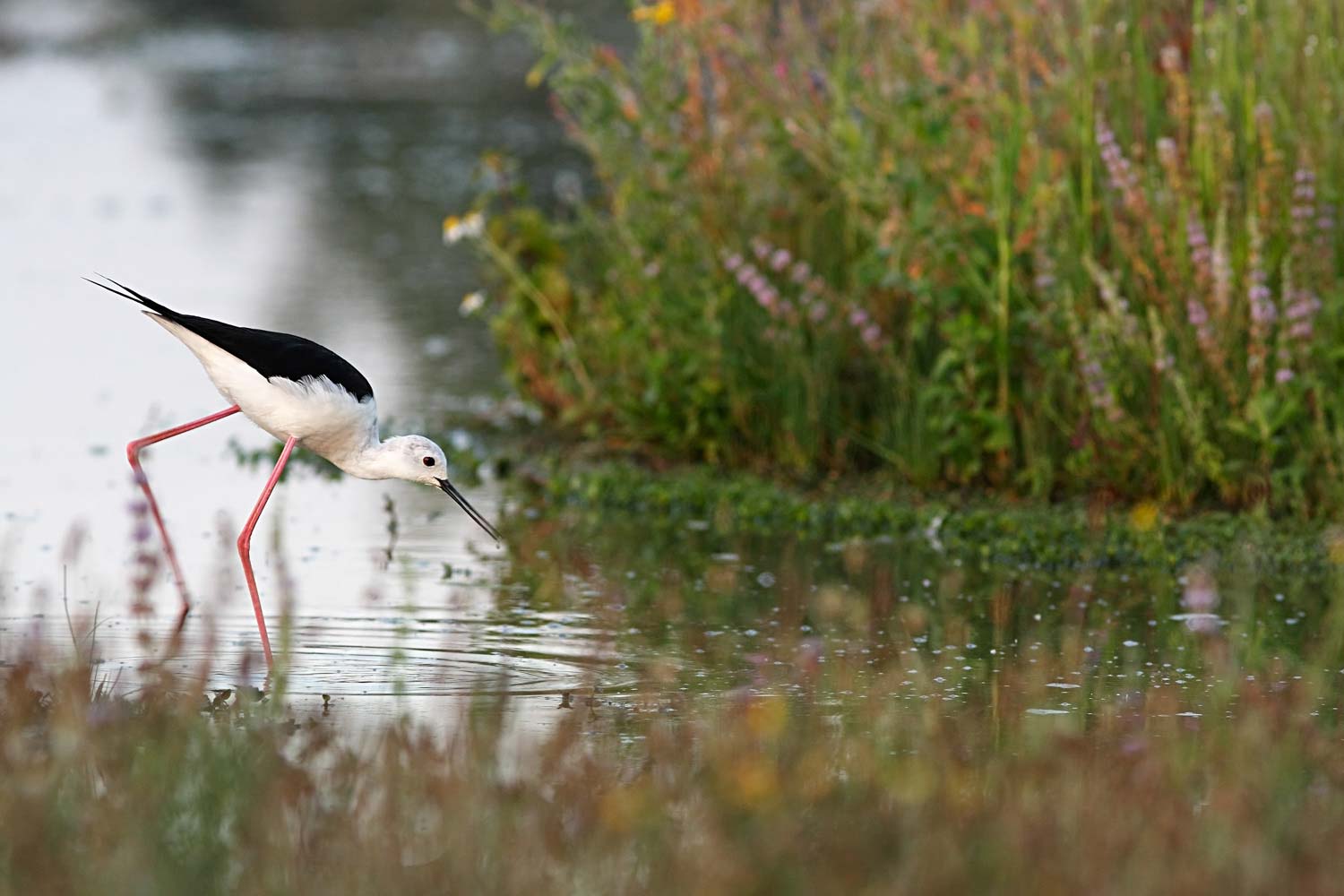 stage photo animalière pyrénées