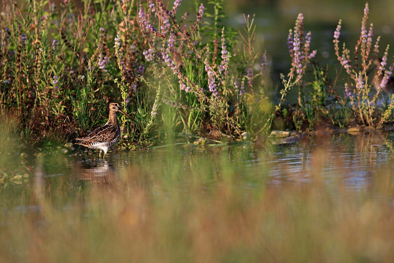 stage photo animalière pyrénées