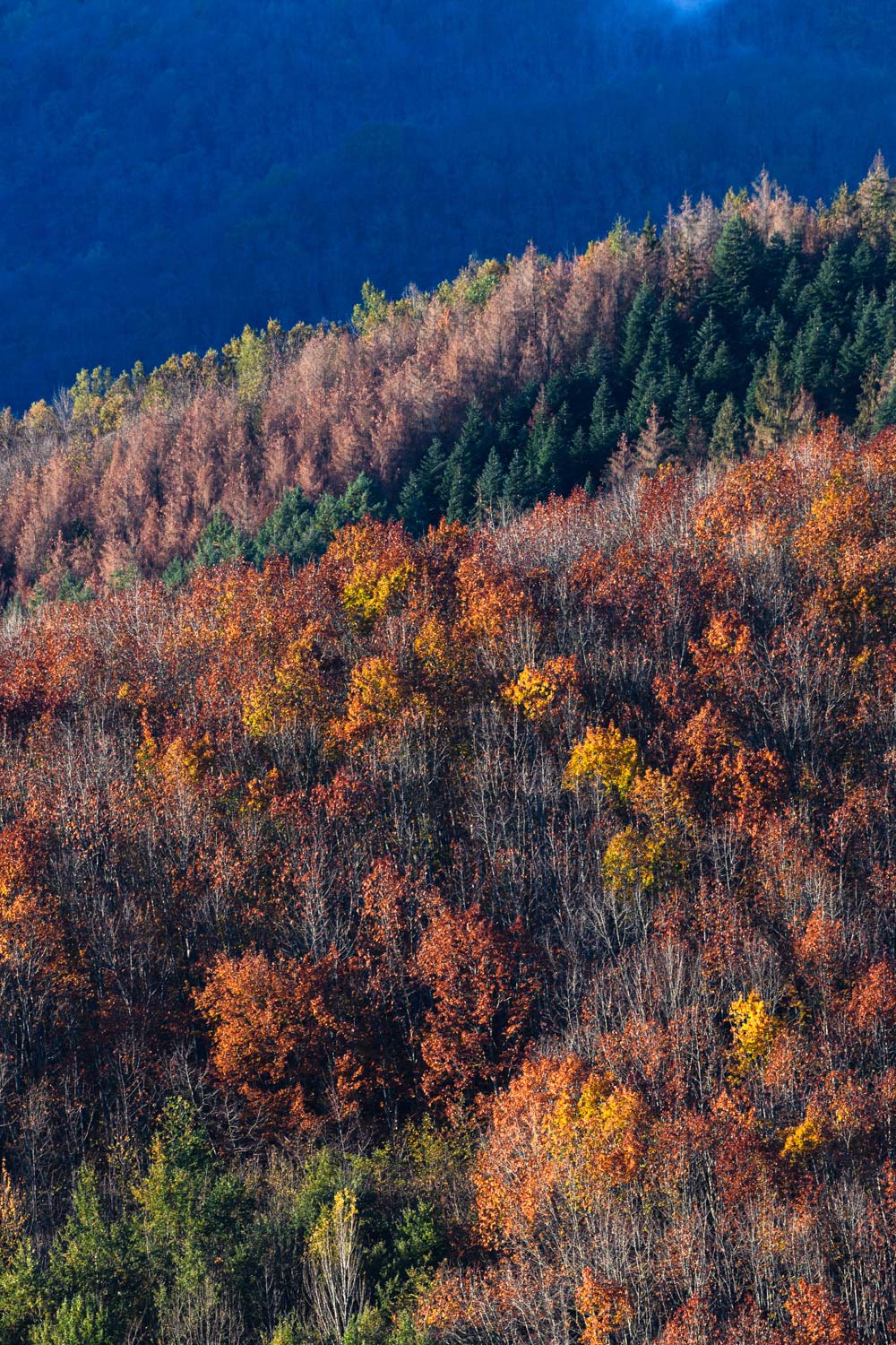 stage photo nature pyrénées