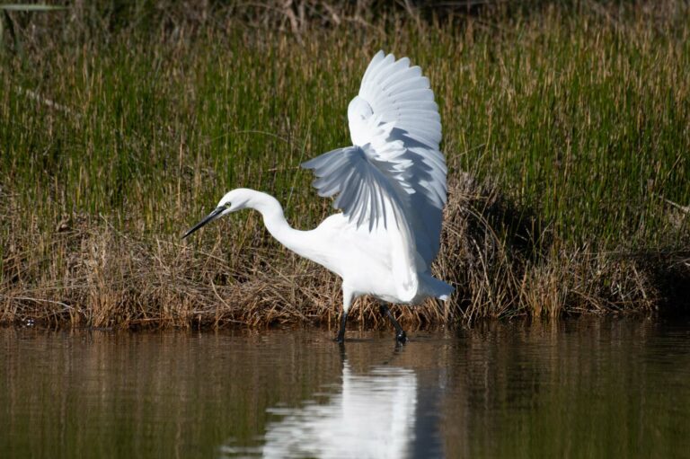 Lire la suite à propos de l’article Stage Photo oiseaux sur le bassin d’Arcachon le 6 septembre 2024