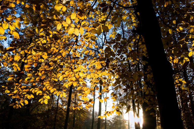 Lire la suite à propos de l’article Stage photo “Automne sur les Pyrénées”