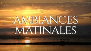 ambiances matinales camargue