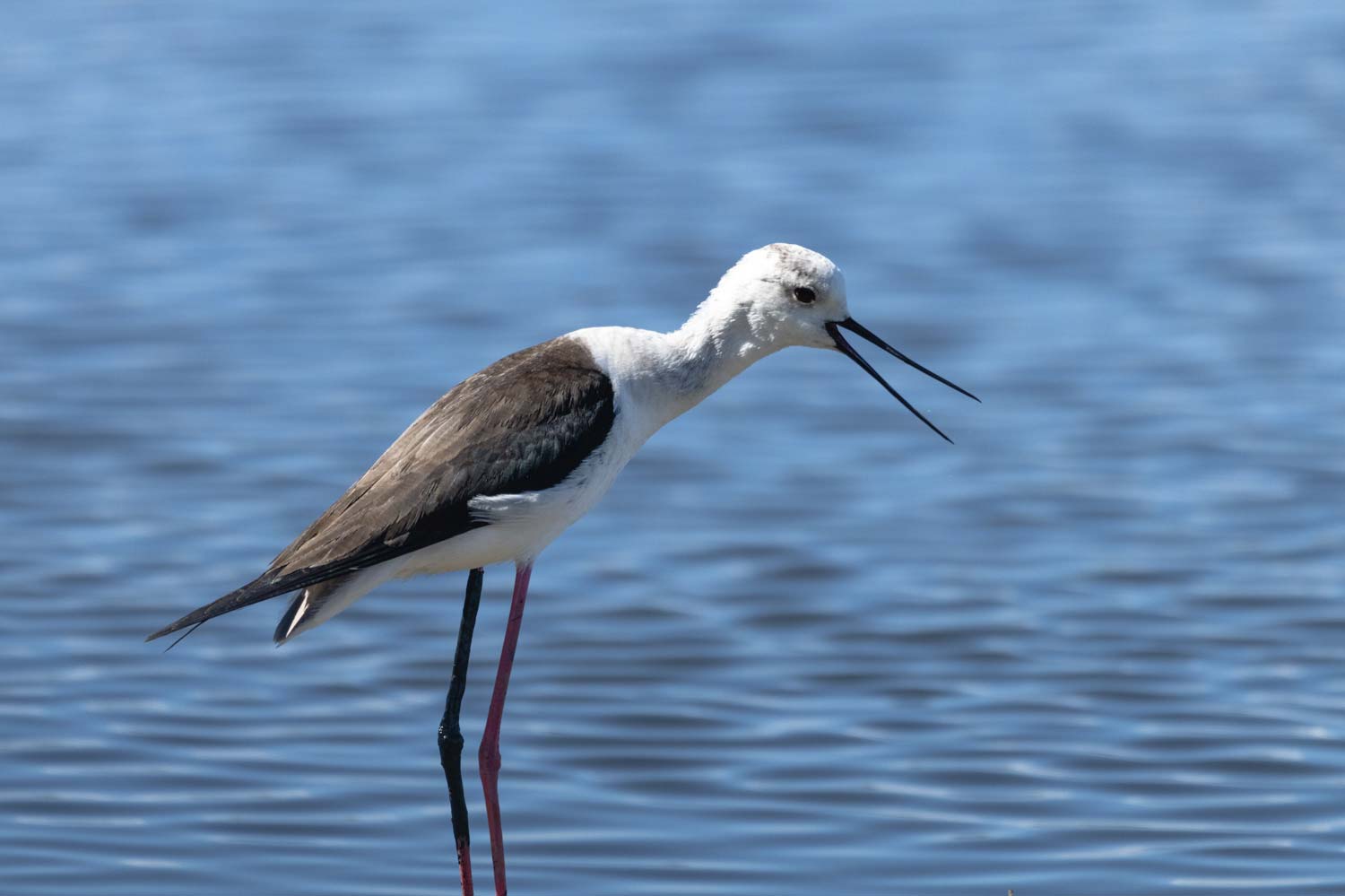 stage oiseaux teich mars 2025