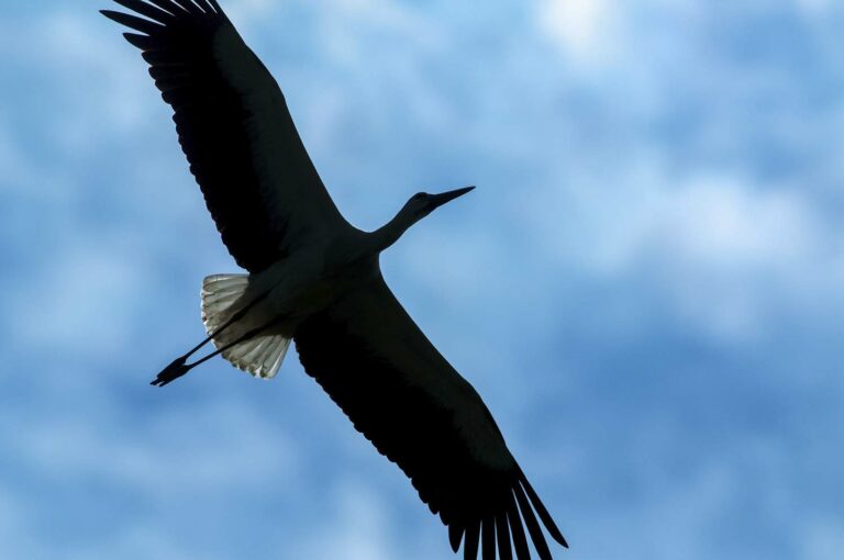 Lire la suite à propos de l’article Stage photo oiseaux à Mazères (Ariège) – 7 mars 2025 | Réservez votre place dès maintenant