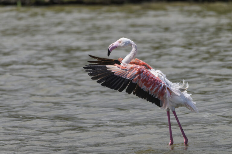 Lire la suite à propos de l’article Stage photo en Camargue – 8 et 9 mai 2025 | Photographiez la faune camarguaise