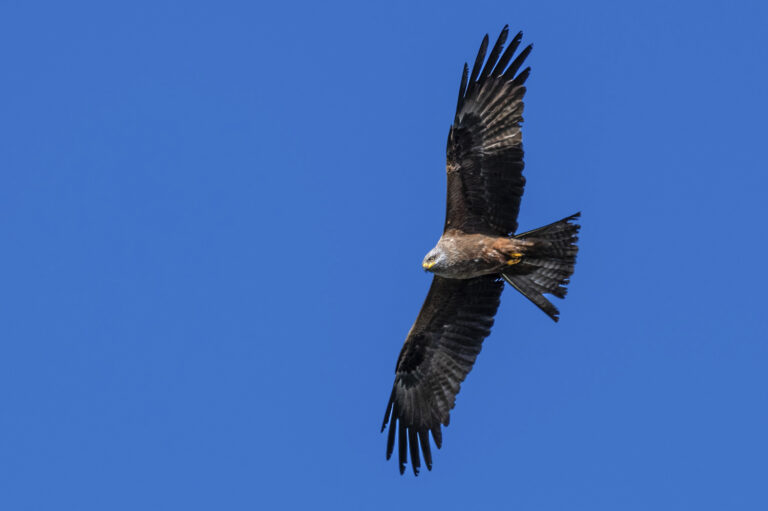 Lire la suite à propos de l’article Stage photo oiseaux sur l’Île de Ré – 18 avril 2025 | Photographiez la faune sauvage en milieu naturel