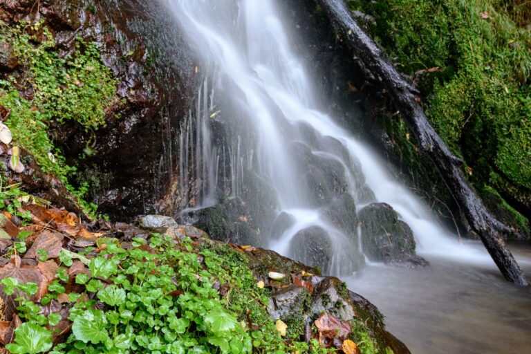 Lire la suite à propos de l’article Stage photo macro « Cascade des Pyrénées » – 27 juin 2025