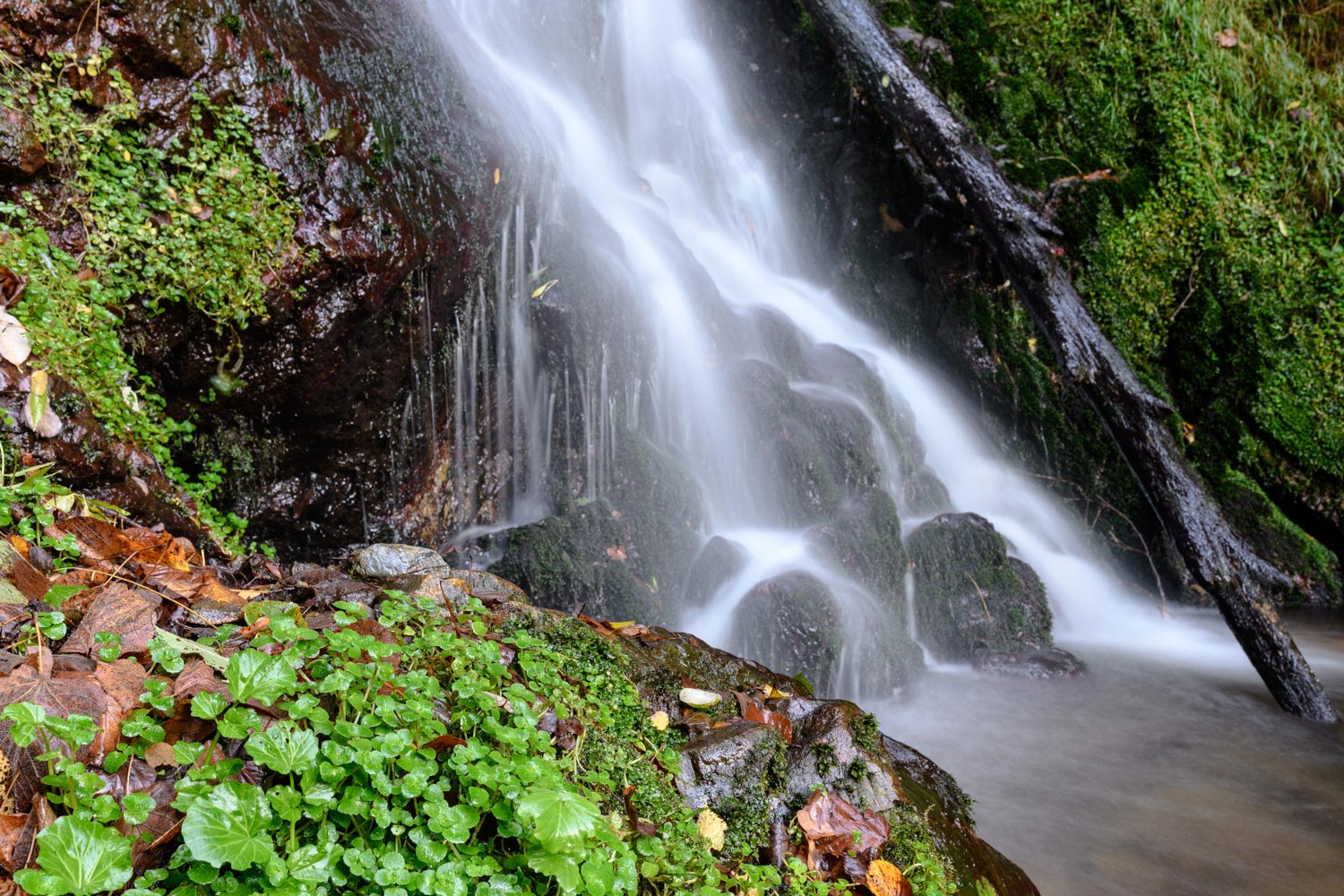 Lire la suite à propos de l’article Stage photo macro « Cascade des Pyrénées » – 27 juin 2025
