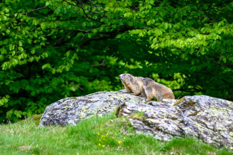 Lire la suite à propos de l’article Stage photo en vallée d’Orlu – Ariège Pyrénées | 12 septembre 2025