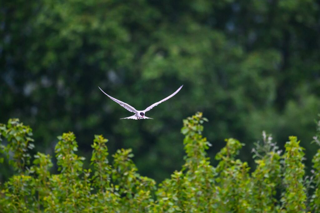 stage photo oiseaux mazères